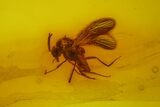 Detailed Fossil Caddisfly and Five Flies in Baltic Amber #166260-2